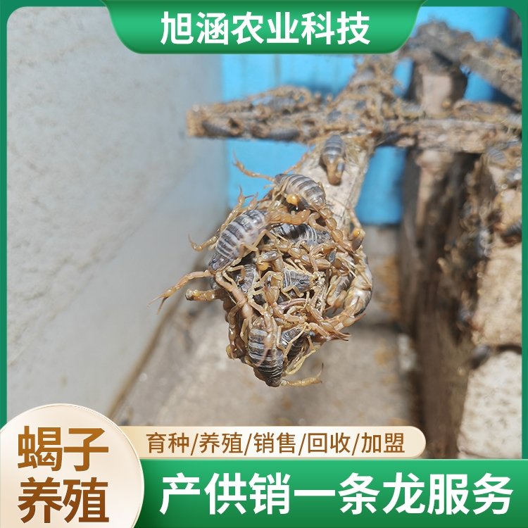 u-2719134029,2813833943-fm-199-app-68-f-JPEG