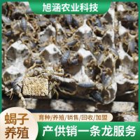 u-2767990068,3379844913-fm-199-app-68-f-JPEG