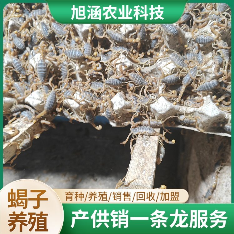 u-3270270280,1948041569-fm-199-app-68-f-JPEG