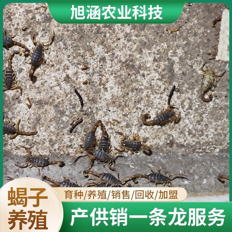 u-1336548050,1701786005-fm-199-app-68-f-JPEG