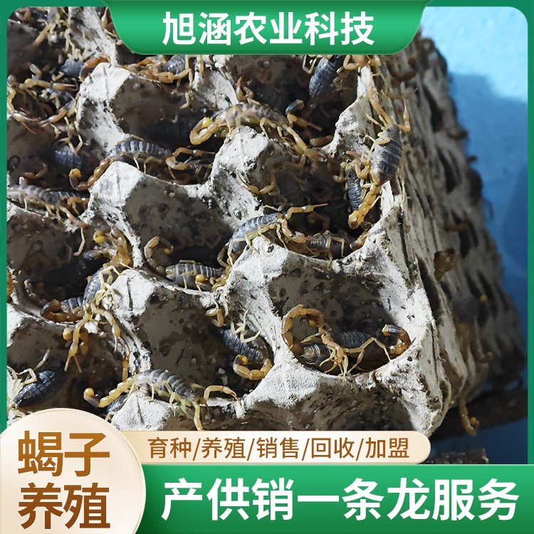 u-3190237883,511899300-fm-199-app-68-f-JPEG