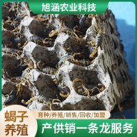 u-3190237883,511899300-fm-199-app-68-f-JPEG