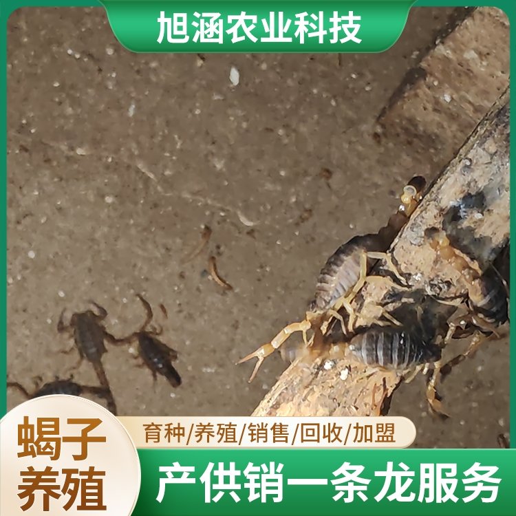 u-2912896125,615595110-fm-199-app-68-f-JPEG