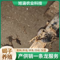 u-2912896125,615595110-fm-199-app-68-f-JPEG