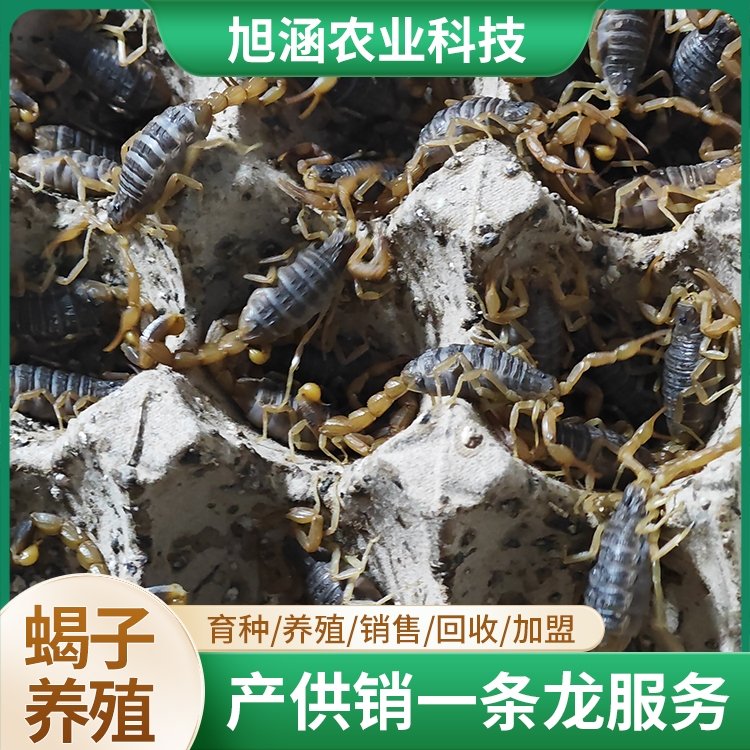 u-2106267084,1626025761-fm-199-app-68-f-JPEG