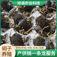 u-2106267084,1626025761-fm-199-app-68-f-JPEG