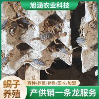 u-3923440196,3112070422-fm-199-app-68-f-JPEG