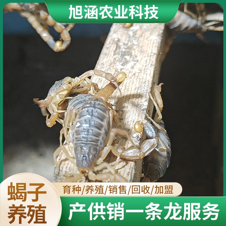 u-1554889332,4220223037-fm-199-app-68-f-JPEG