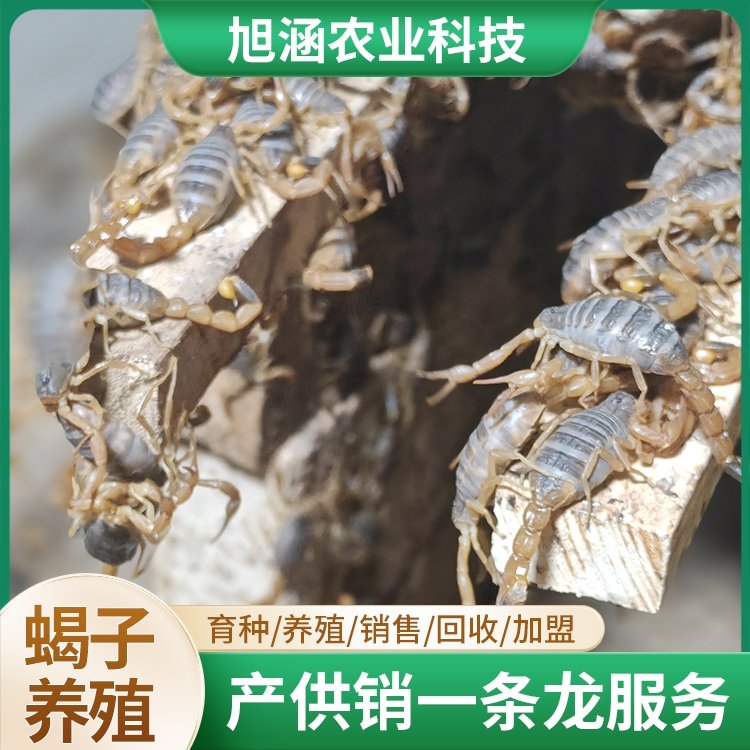 u-2762290391,262719575-fm-199-app-68-f-JPEG