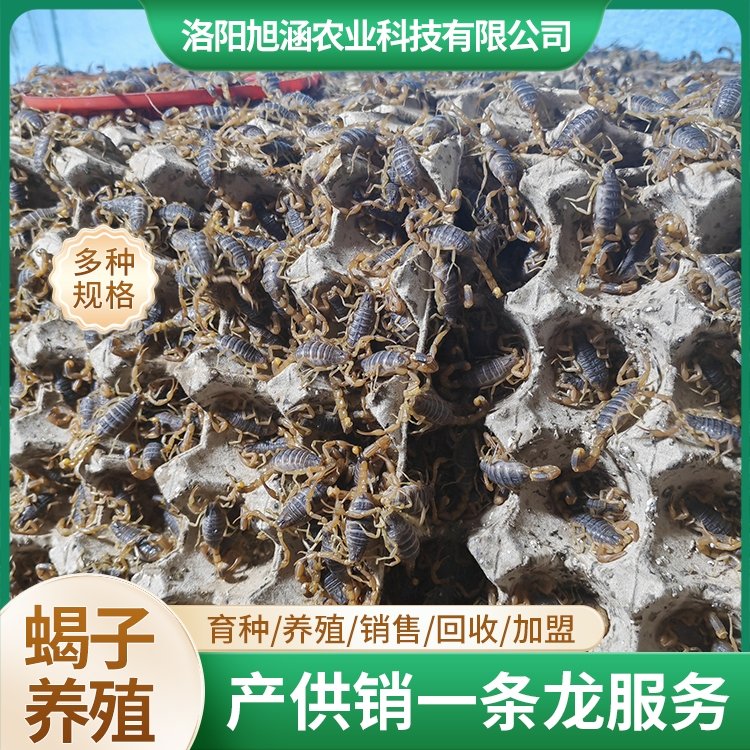 u-3099864897,337370663-fm-199-app-68-f-JPEG