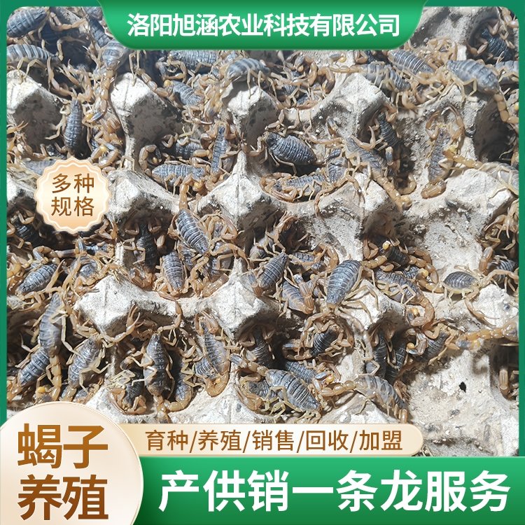 u-3367492186,736186614-fm-199-app-68-f-JPEG