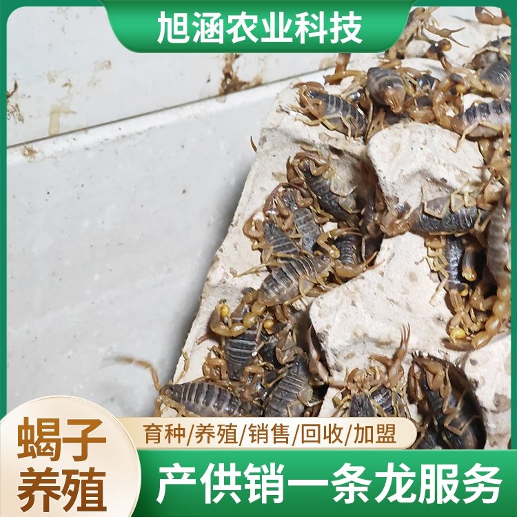 u-803428695,2336725526-fm-199-app-68-f-JPEG