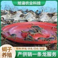 u-3370415337,2050913155-fm-199-app-68-f-JPEG