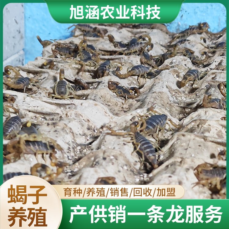 u-1790298076,3794310019-fm-199-app-68-f-JPEG