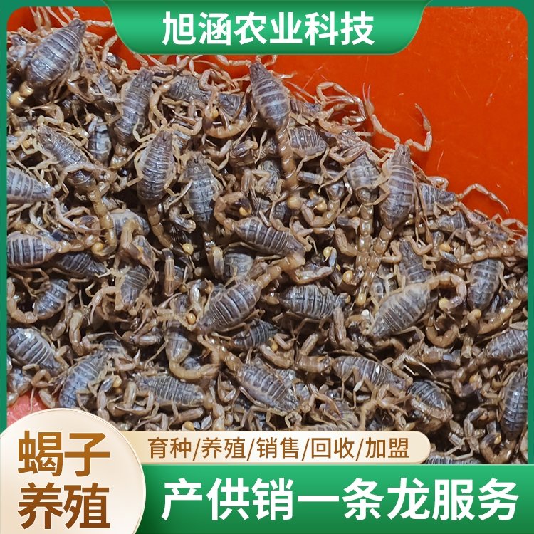 u-334748579,1026807471-fm-199-app-68-f-JPEG