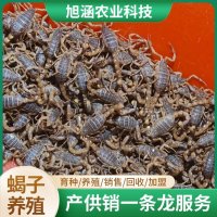 u-334748579,1026807471-fm-199-app-68-f-JPEG