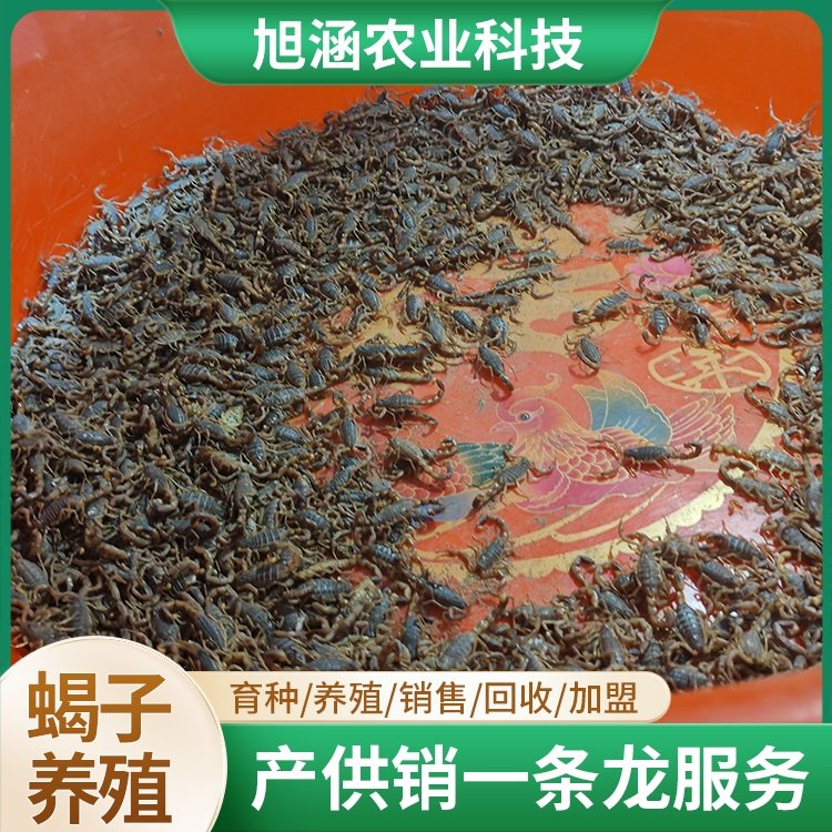 u-4186474736,3786805522-fm-199-app-68-f-JPEG