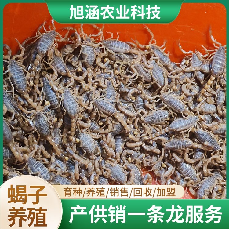 u-3247586213,2010305224-fm-199-app-68-f-JPEG