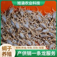 u-3247586213,2010305224-fm-199-app-68-f-JPEG