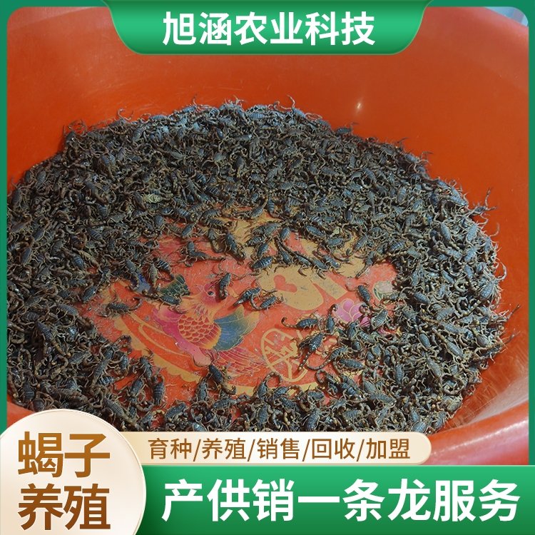 u-911223725,3061479194-fm-199-app-68-f-JPEG