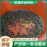 u-911223725,3061479194-fm-199-app-68-f-JPEG