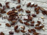 除四害8