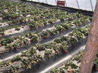 防草布1