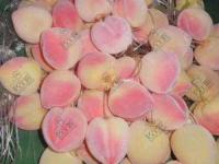 树挂系列-1-_副本