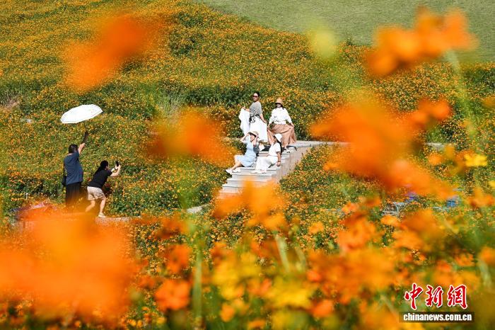 重庆:金秋花海引游人