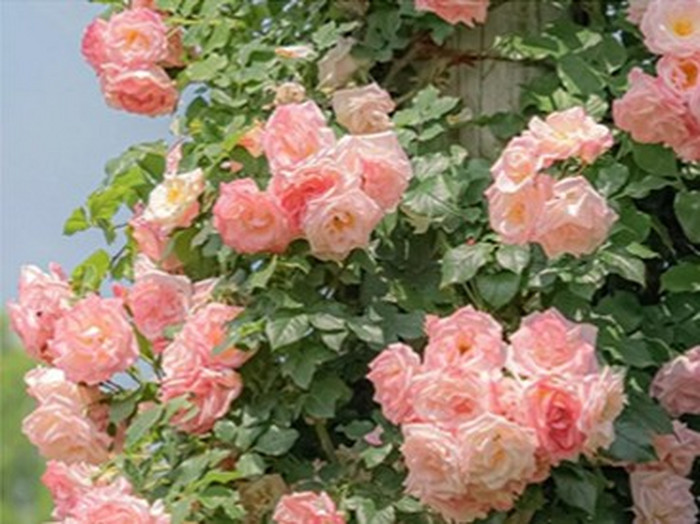 austin-distel-_S7-KX8geL0-unsplash备份20