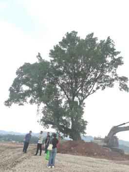 7、宜宾市叙州区赵场街道储能产业园D05地块园区内部道路三级古树黄葛树-编号：51152110082应急修枝整形实施方案