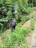 15、后河工区天堂坝集材道