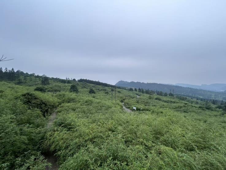 25、兴文县仙峰富康方竹专业合作社2021年度竹林规模经营-第二次县级检查验收验收报告