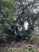 33、宜宾市叙州区2025年第30批次建设用地古树-黄葛树-原地保护方案