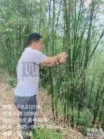 49、兴文县竹福脱贫攻坚造林专业合作社2021年度竹林规模经营