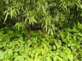 b47856d8bf80ba0df0ebde3399526aec