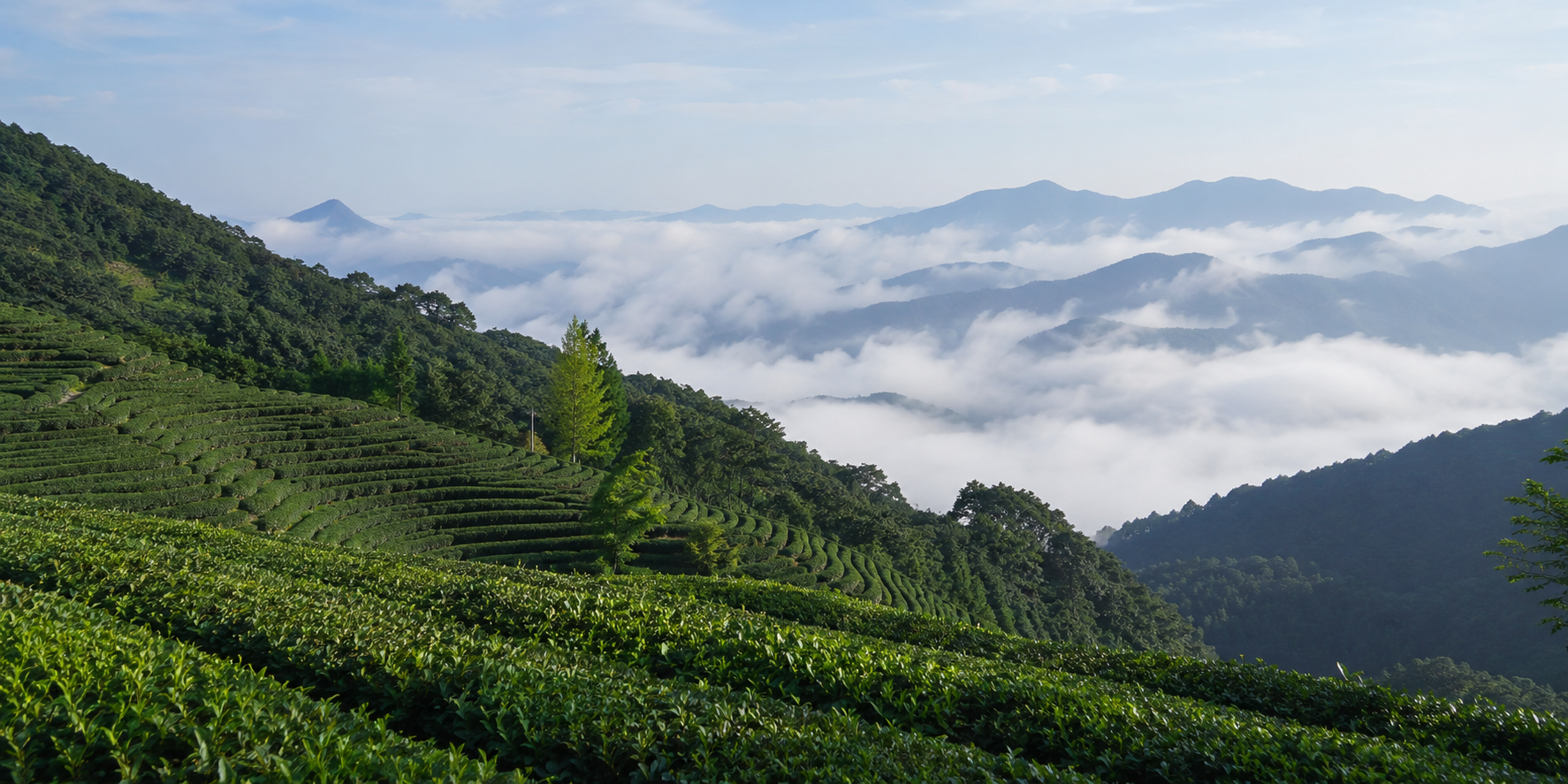 嘉选茶园基地