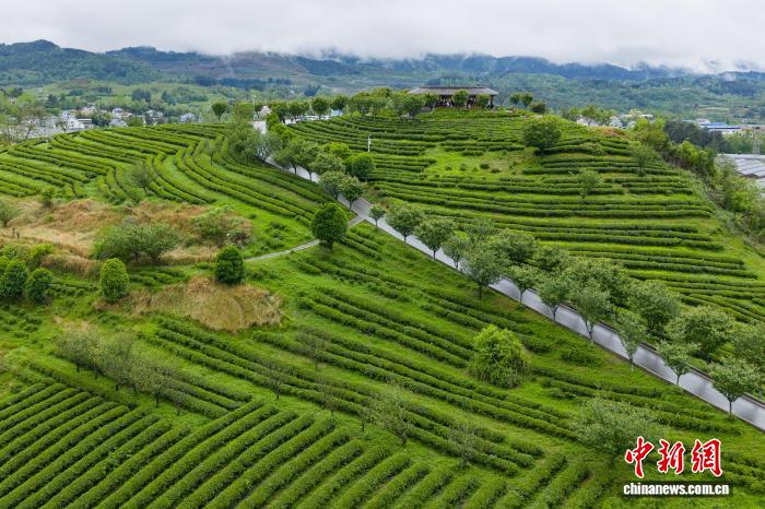 重庆秀山兴隆坳：茶山叠翠春景如画