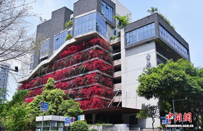 重庆：写字楼外墙三角梅绽放披“花衣”扮靓城市