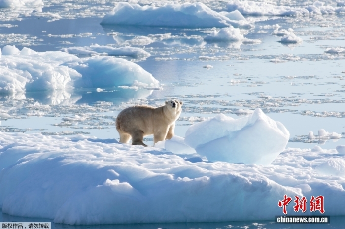 资料图:格陵兰岛东南部,一只北极熊出现在冰川或淡水冰面上。 资料图:格陵兰岛东南部,一只北极熊出现在冰川或淡水冰面上。