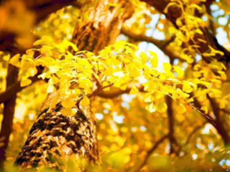 image-20240611110202-1