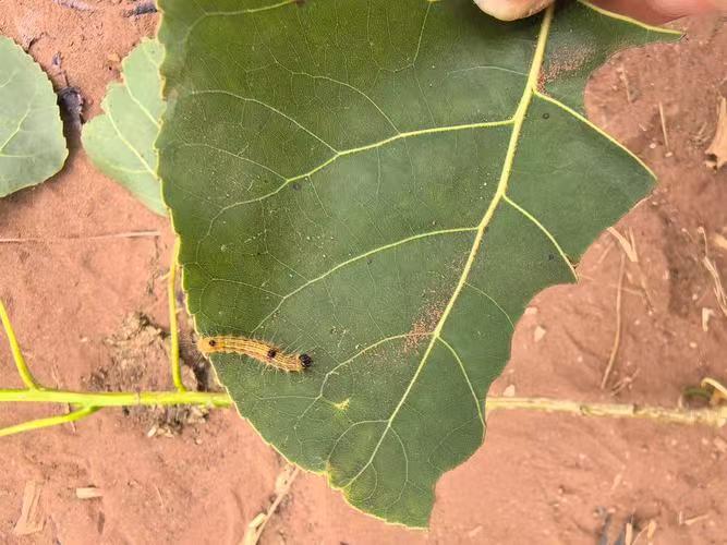 佳筑环保图片-林业害虫防治1