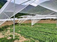 防雹网施工案例-1-_副本