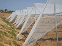 防雹网施工案例-3-