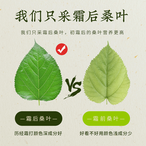 霜桑茶主图-5
