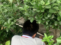 办公楼鼠害处理案例1
