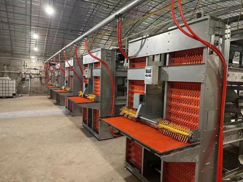 deep-cultivated poultry automatic breeding for many years, combined with the scale of the farm to plan a complete set of cage equipment program.