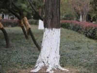 园林防虫杀菌用石灰案例