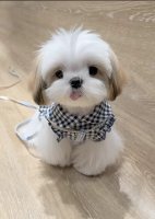 西施犬
