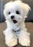 马尔泰